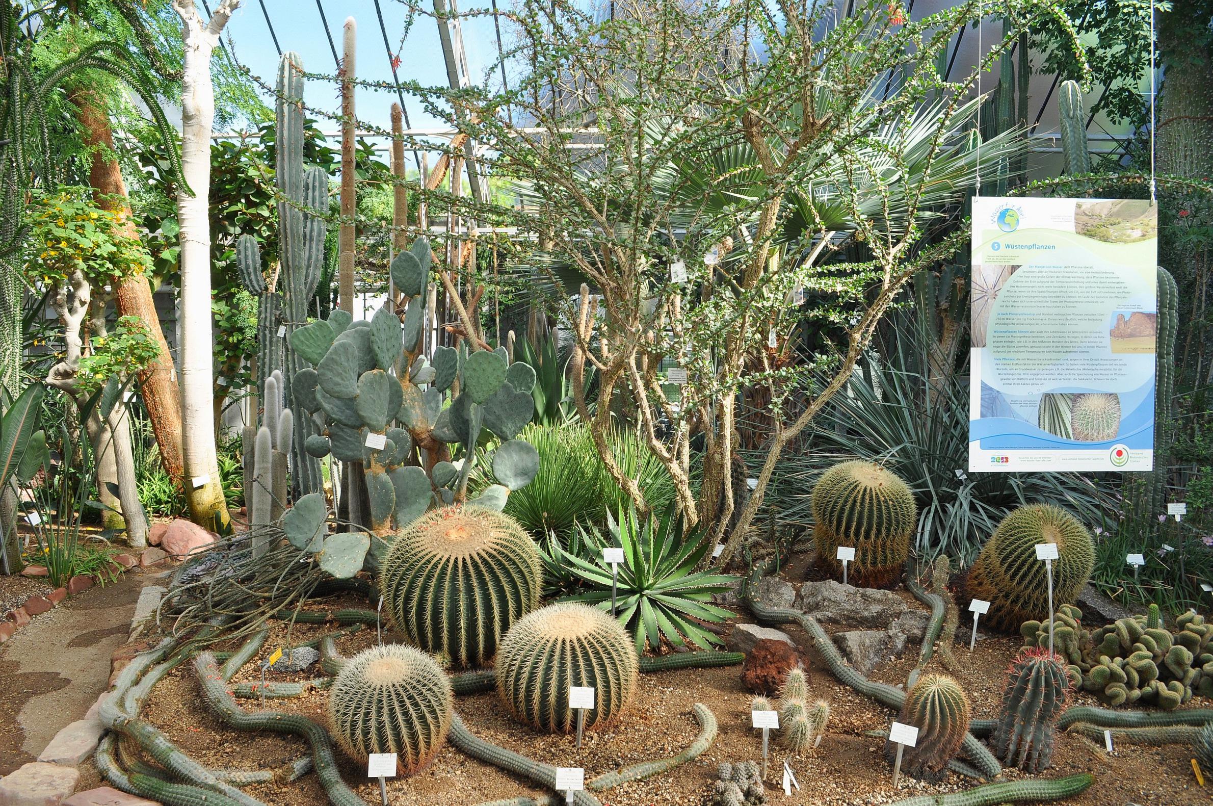 Jardin botanique de Heidelberg